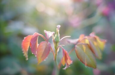 11_DSC02495